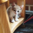 내마음속동물병원 이미지