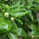 신례동로 이미지