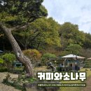 블루베리 스무디 맛집, 민간정원 1호 함안카페 커피와 소나무 내돈내산 솔직 후기