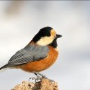 산새 먹이 주기 (Bird Feeding) 이미지