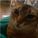 오리야오리야 이미지