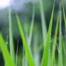 풀잎 Daum카페