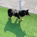 플레이 바우 이미지