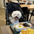 아지트댕댕 | 부천 벙커 애견동반 강아지유모차 브런치카페 나만 알고픈 아지트