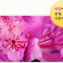 진달래펜션 이미지