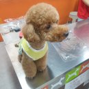 코아애견 이미지