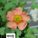 사랑초 버터컵 이미지