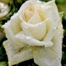 분당-168 이미지