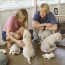 도그스쿨 | [가족 영화 추천] 말리와 나(Marley &amp; Me, 2008) 후기 | 줄거리, 스틸컷 O