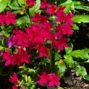 If You Love Me(Brenda Lee) 이미지