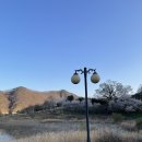 올드 트리 이미지