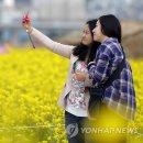 낙동강관리본부 대저생태공원 2 이미지