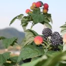 해리농협상하지점 이미지