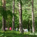 울진소나무 이미지