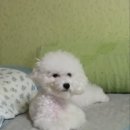 흰둥아 놀자 이미지