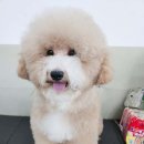 프로펫애견미용학원