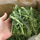 농은농장 | 루꼴라파는곳 예원농장 국내최초 와일드 베이비 레드루꼴라 후기