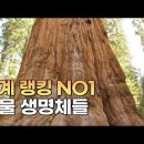 세계 거대 나무들의 분야별 No1 이미지