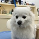 개설렘 | 청라 애견미용 개설렘 스파 목욕 재방문 후기