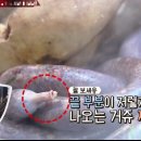 꼬다리김밥 이미지