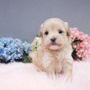 신림농장 이미지