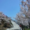 [끌어 올림] 4월 4일(토)~5일(일), 진해 벚꽃여행+벚꽃길 트레킹 가실 분 모집합니다. 이미지