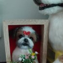 쁘띠댕댕 이미지