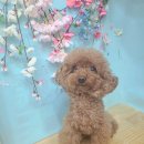 빛나개살롱 이미지