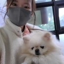 똥강아지애견방