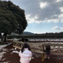 디 아넥스 휴양콘도미니엄 | 제주도 5박6일 여행코스 아이와 다녀온 기록 (일정·숙소·렌트·경비)