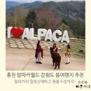 홍천 알파카월드 봄여행지 추천, 알파카와 힐링산책 판초체험,5월 강원도여행코스