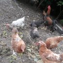 약초랑 닭이랑 이미지