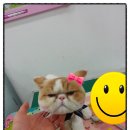 독한고양이애견전문샵 이미지