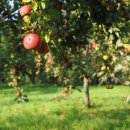 과수원학원 이미지