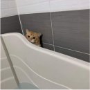 목욕하기 싫은 고양이 이미지