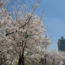 정유통 | 후기 l 석촌호수 벚꽃축제 4.3(금) 방문 후기 / 개화상태 🌸