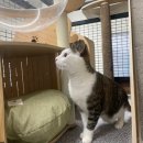 냥이조아 이미지