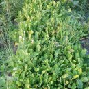 영찬농장 이미지