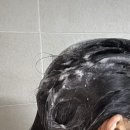 [맥주효모샴푸] 프라임프로비코 탈모완화샴푸 솔직 후기와 똑똑한 탈모샴푸추천 고르는 꿀팁