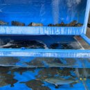 스테이 앤 다이닝산 | 반갑진 않지만 설레는 연말🎄스테이앤다이닝산⛰️남대문어쩌고플레이스...🚪