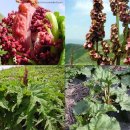 대황농장 이미지