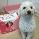 도그야미 | 적극 추천하는 강아지패드 도그제자 더더더크개 숯패드