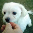 로얄애견 이미지