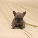 블루켄넬 이미지