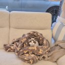 멜팅냥 | [의정부 고양이 미용실] 멜팅냥에 도착한 아가 베리🍓🐰