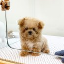 퍼피힐 강아지분양 이미지