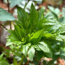 산방환담 이미지