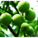 선비골농장 이미지