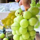 포도기 | 알이 굵고 달아요 샤인머스켓 청포도에이드로 먹는법