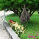 리틀아쿠아파크 이미지